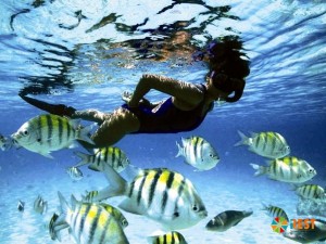 Подводный мир острова Барбадос
