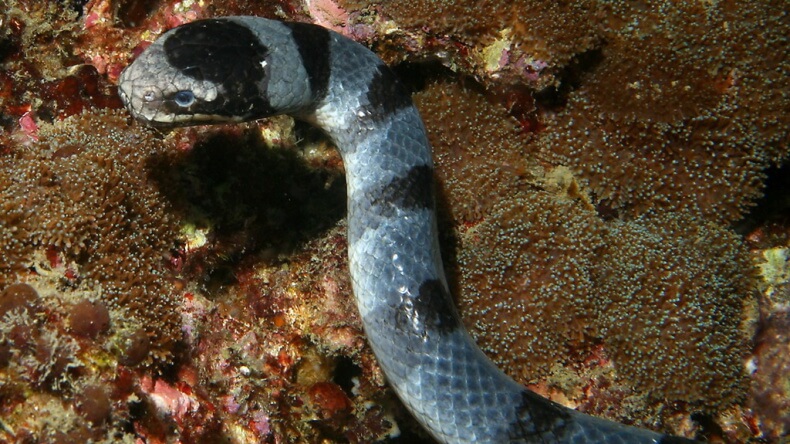 Морская змея в Тайланде