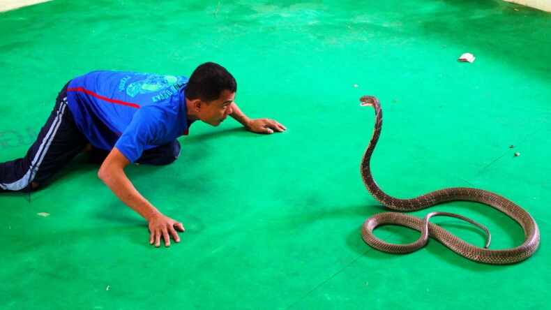 Шоу со змеями в Тайланде