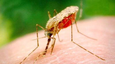 Малярийный комар в Тайланде
