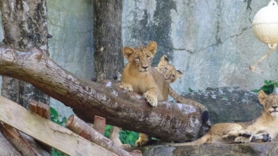 Животные в зоопарке Кхао Кхео в Паттайе