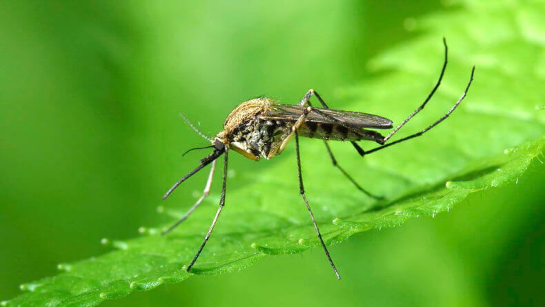 Комары в Тайланде
