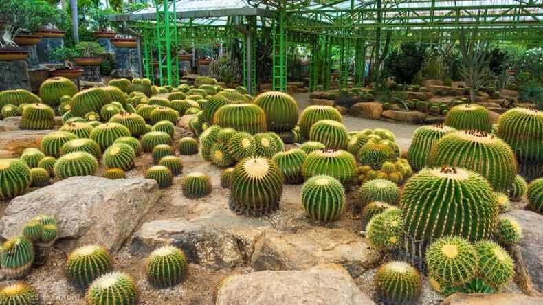 Сад кактусов в парке Нонг Нуч