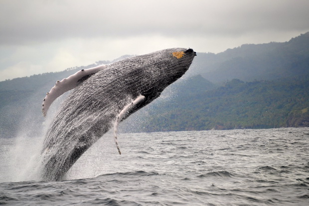 В Доминикане близится сезон наблюдения за горбатыми китами
